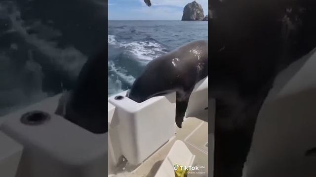 рыбалка моржа