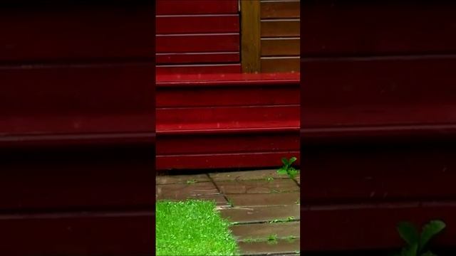 Гроза - грозой, а лето - летом. Дмитрий Шлапак