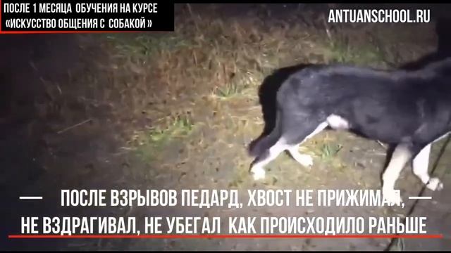 результаты обучения на курсе "Искусство общения с собакой"