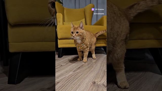 Как вам наш мастер-класс https://vk.com/clip-50305121_456239403?c=1 Сколько ошейников успели сделать