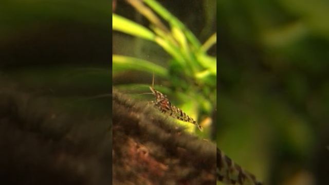 Anyone else loves the colors of wild Neocaridina shrimp?!#aquarium #neocaridina #cherryshrimp #wild