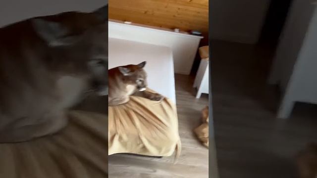 Пума — тоже кошка.