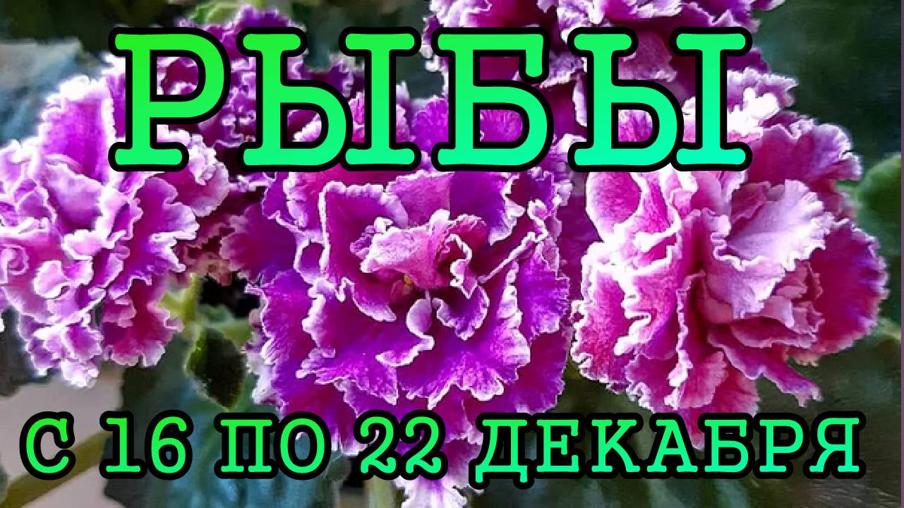 РЫБЫ таро прогноз на неделю с 16 по 22 ДЕКАБРЯ 2024 года.