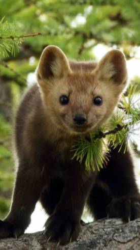 Шарик проверяй,горит или нет..😊 😘 😊 👏.😊 😘 👏😳 😊 👏..😳 👍 👏. 😂 😂 😂 ❤ ❤ ❤ 😆 😆 😆