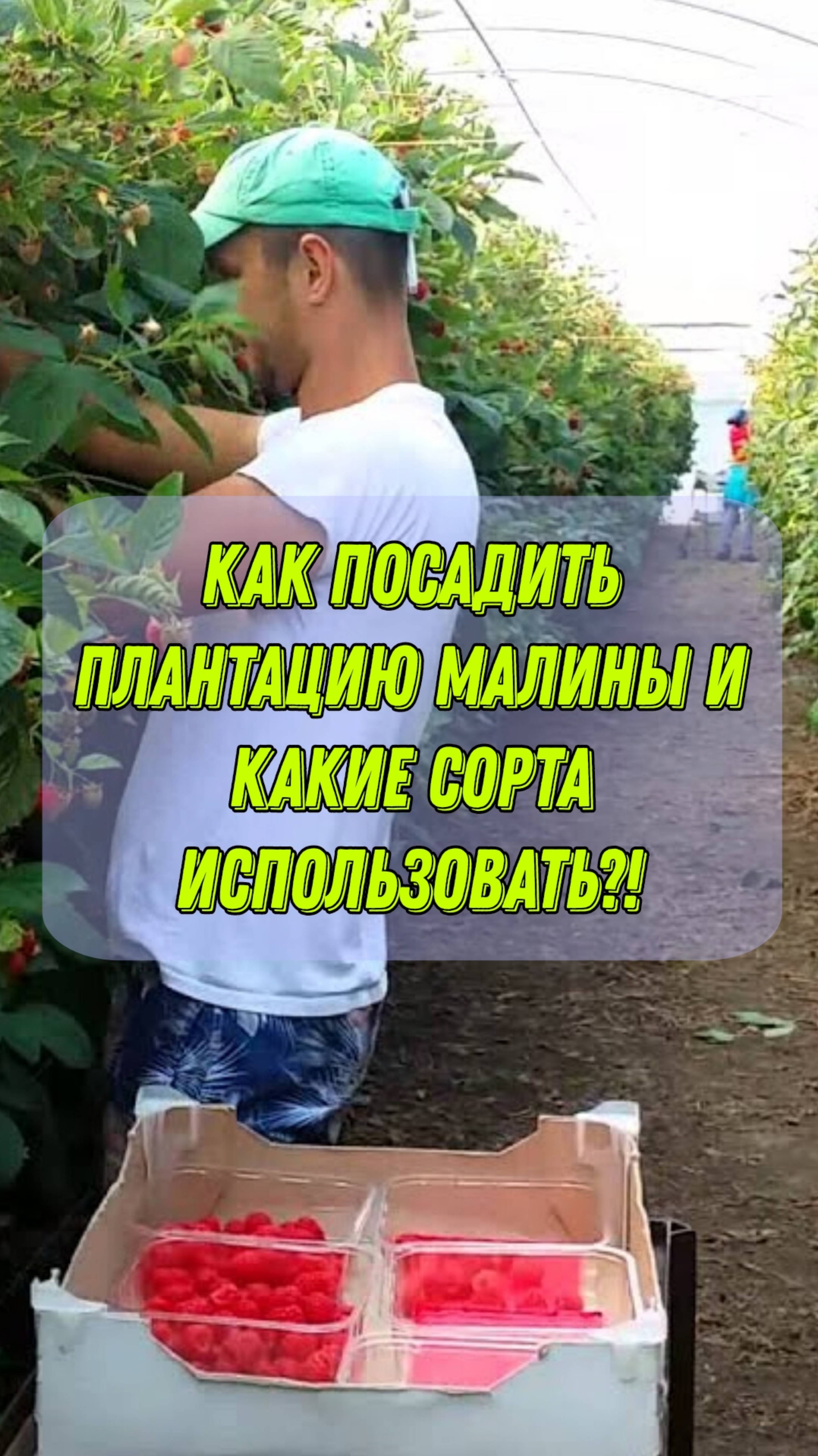 Как посадить плантацию малины и какие сорта использовать?! Мы вам расскажем...