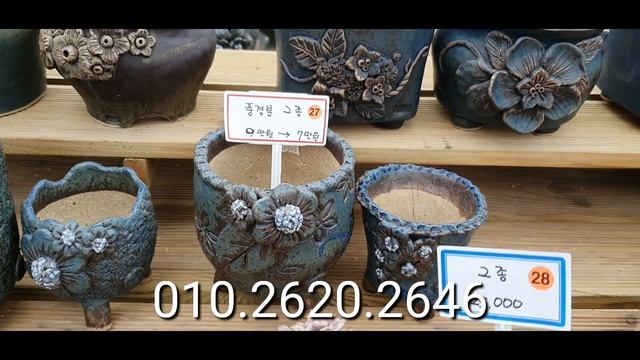 토요일화분 빅쎄일.  토마루 풍경군 소윤분. 실용적인중고분 가격도 쎄일도 음청 해드립니다. 010.2620.2646
