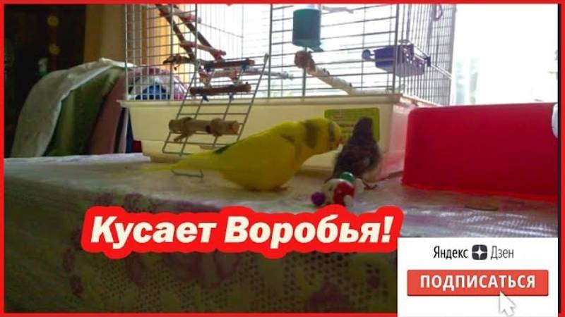 ПОПУГАЙ ЧУТЬ НЕ СЪЕЛ ПТЕНЦА ВОРОБЬЯ!? Познакомились так попугаи и воробей