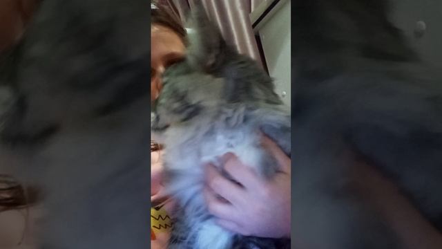 мой котик