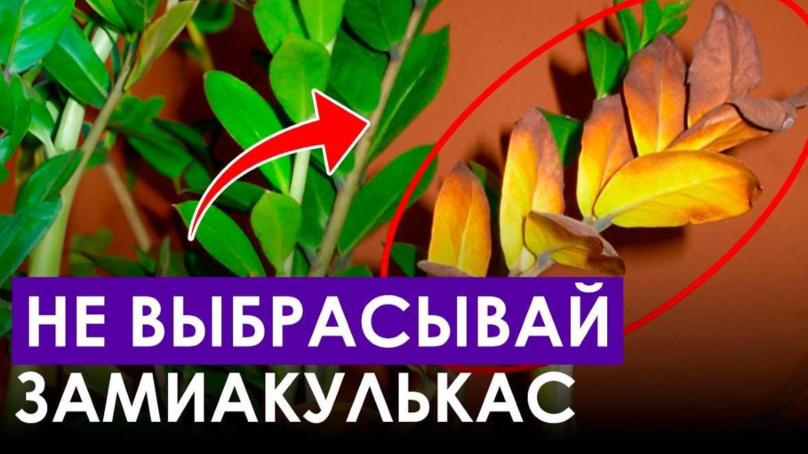 Как укоренить ЗАМИОКУЛЬКАС, чтобы он точно прижился？