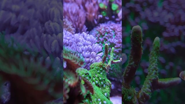 Мой морской аквариум.