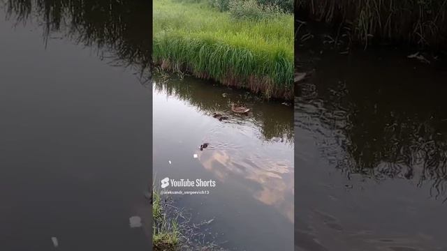 Выманиваю уточку с утятками булкой