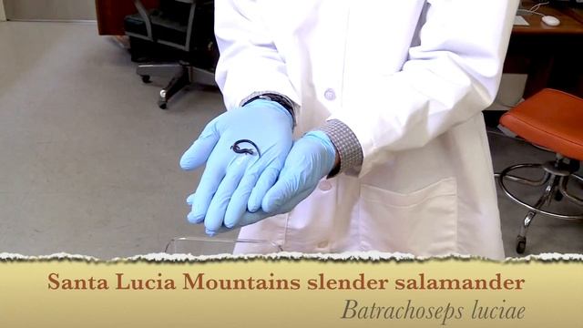 How to swab a live salamander