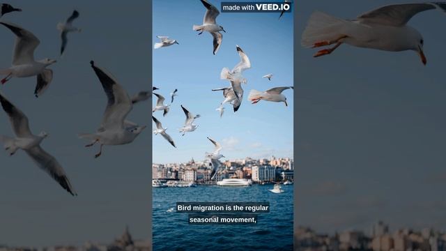 Fact On Birds