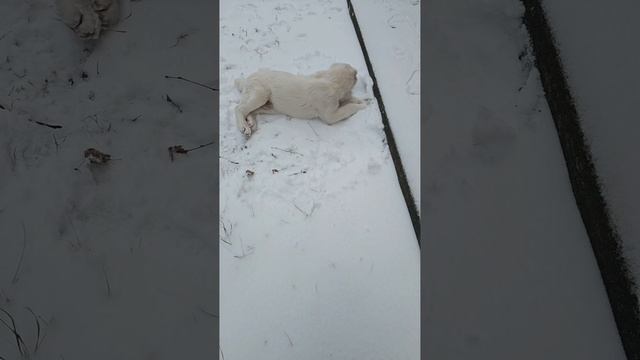 А нам всё равно...растёт, радуется жизни, начало Кай 3 во всей красе.