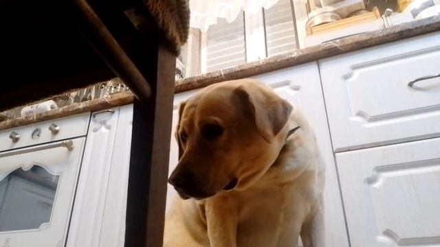 Слежка за Ливой!