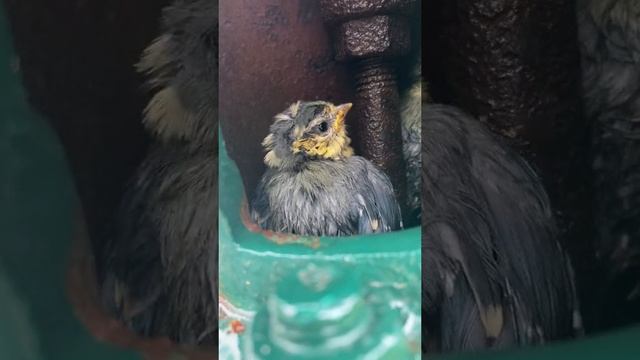 bird's nest in the horizontal bar.