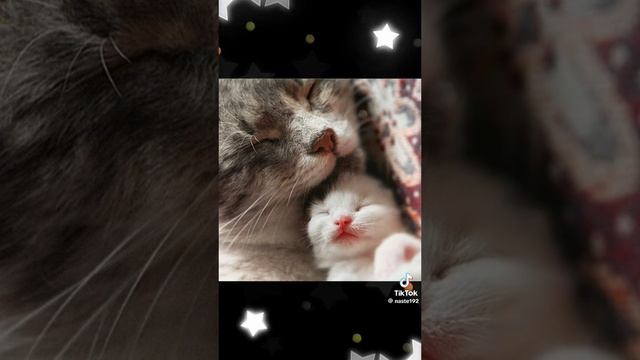 2bdd3616ca51979cb3698568db721468.mp4