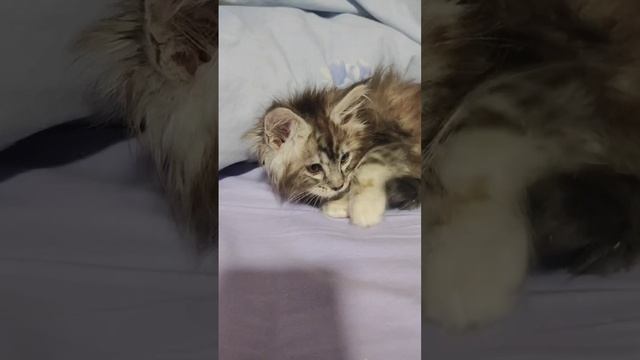 VID_20241212_115535_043.mp4