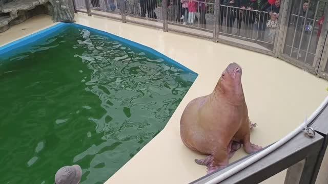Настя Life_  Развлечение в парке, и выступление огромного МОРЖА