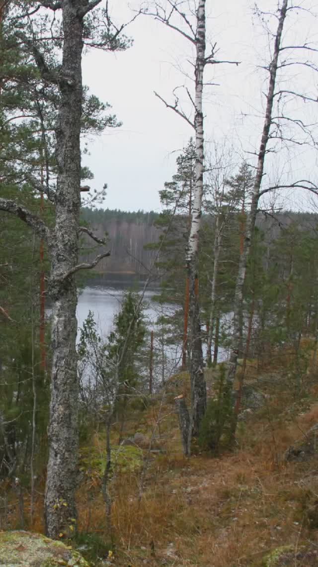 Карельский перешеек 2007. Осенний карельский лес. Большие скалы. Ноябрь 2007г.mp4