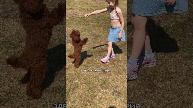встречались с такой проблемой  #shortsvideo #кинолог