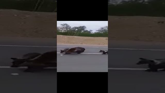 97f6a6bc-2b7a-4912-954e-ddc37559737c