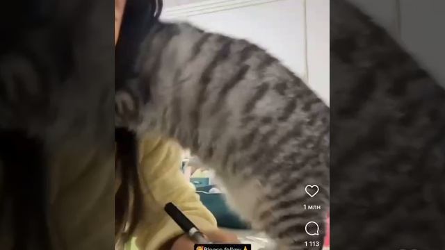 Кошки!