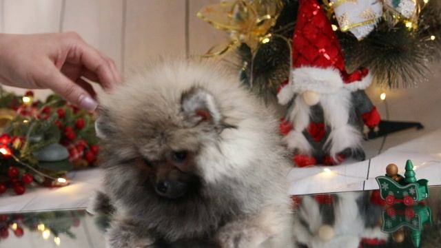 Мальчик стандарт, оранж соболь, 2.5 мес.