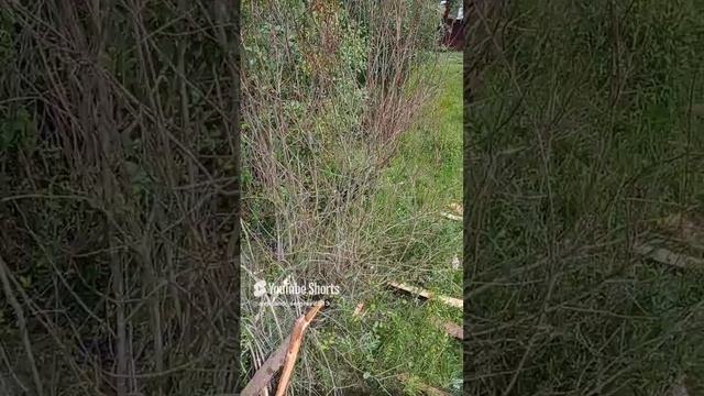 Козлики лазают по доскам горбыля