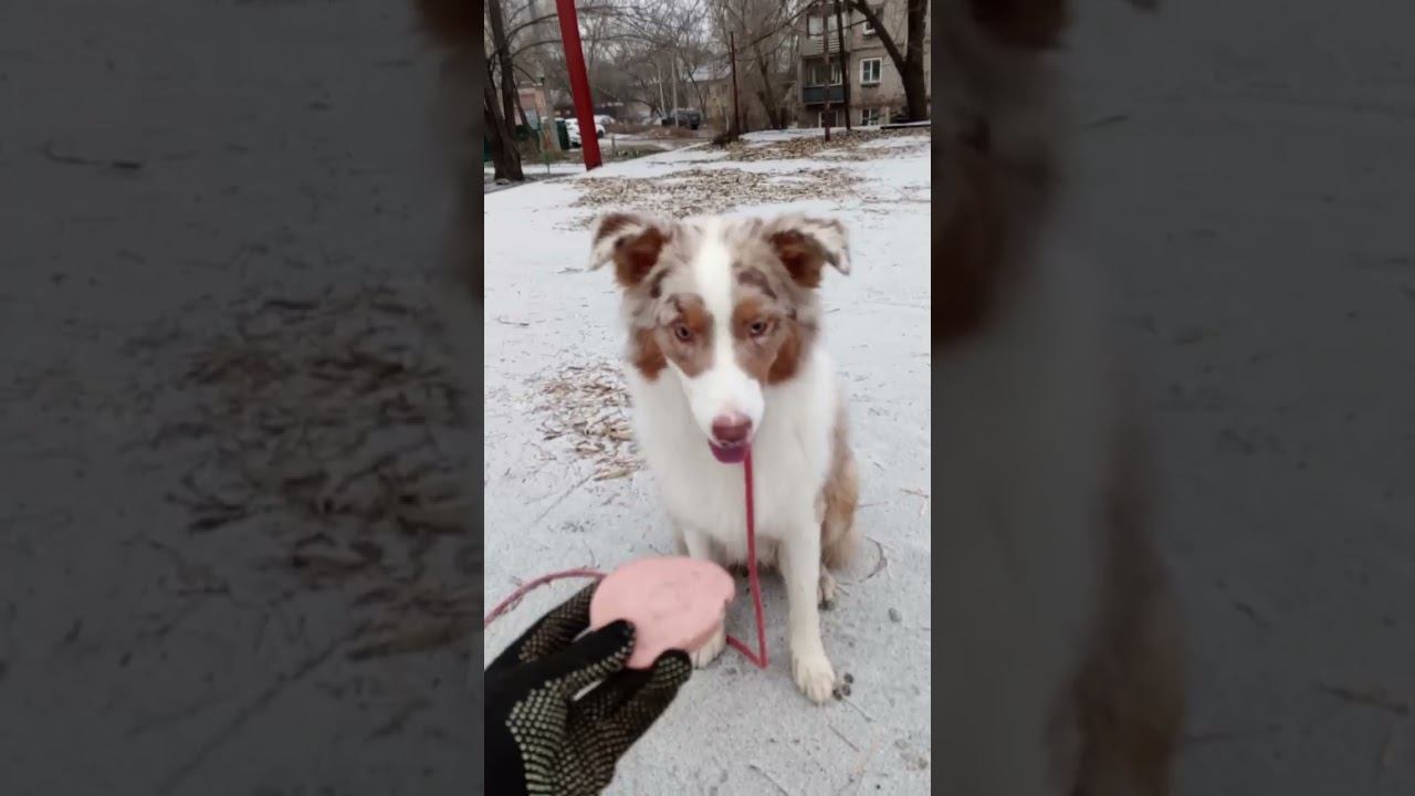 Неподбор - аусси Грейс - колбаса
