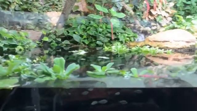 Аквариум в зоопарке во Франкфурте