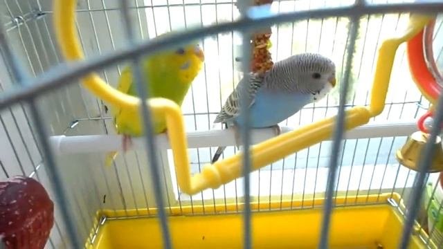 МОИ  ЛЮБИМКИ!  КЕША  И  МАТИЛЬДА!