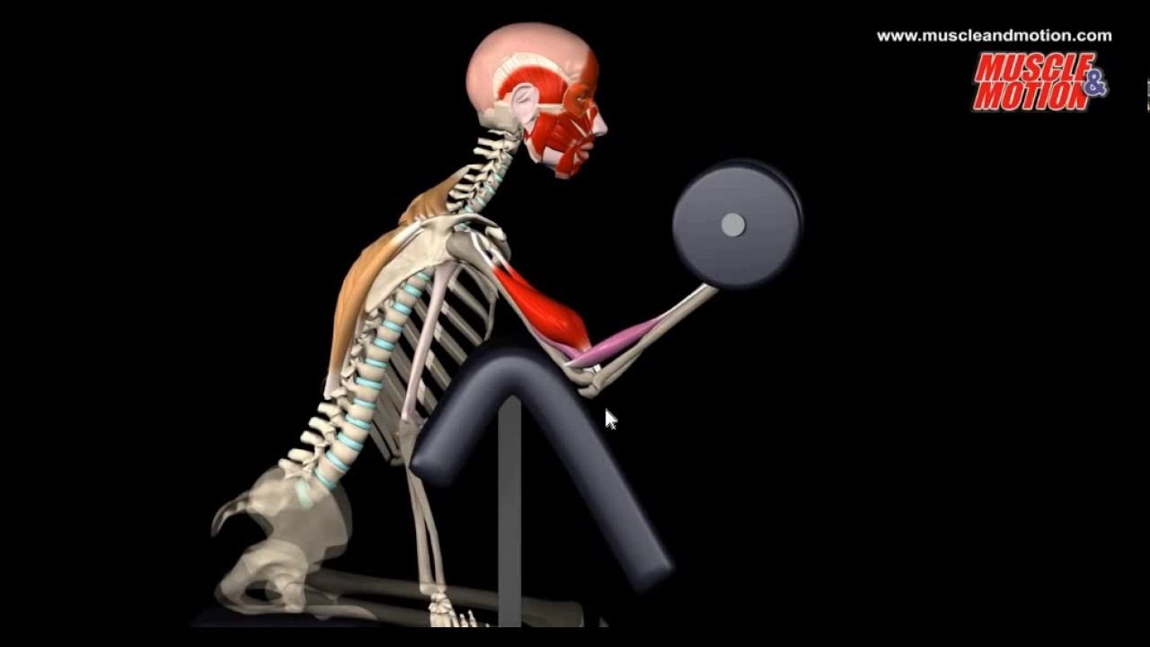 Как правильно качать бицепс