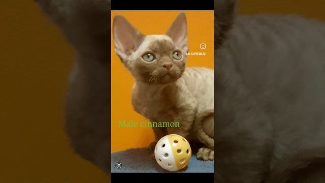 девон рекс