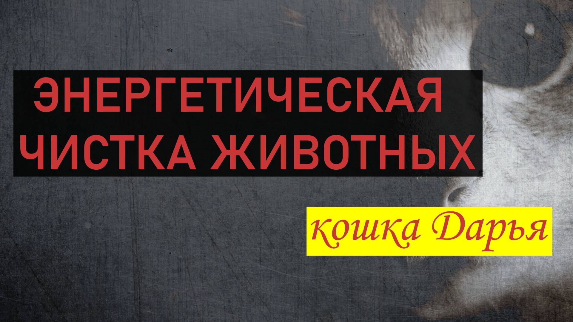 Энергетическая чистка кошки🐈 Дарьи. Отрывок.