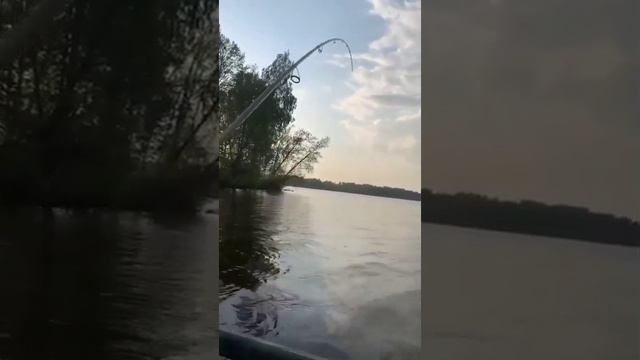 Так выглядит окуневый жор 🔥