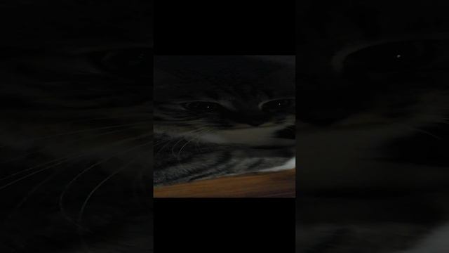 VID_20241212_215455.mp4