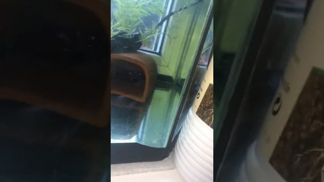 Разведение анциструса ч.2
