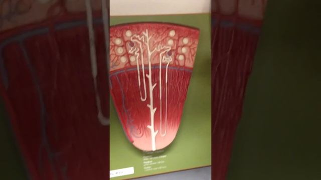 Anatomy Lab: Nephron model