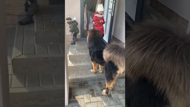 Тибетский мастиф Карина играет с собакой