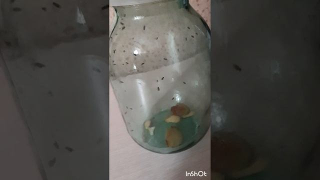 ПроХитрости.Ловля и утилизация винной мушки.Серия2.Часть1 .mp4
