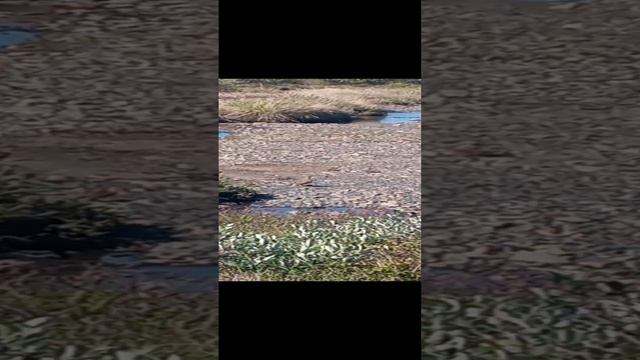 Сезон 15 серия 57 Выводок