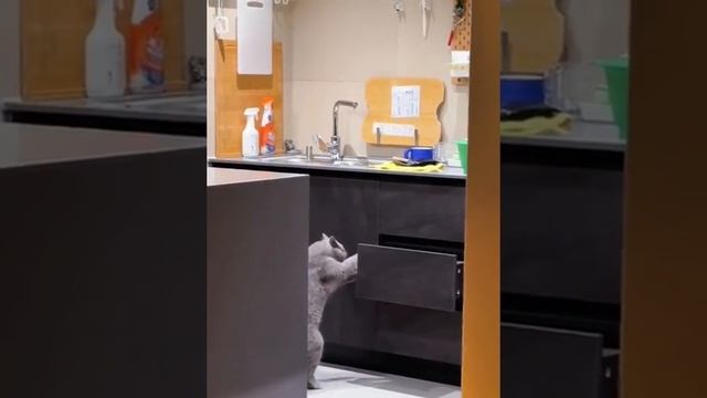 Затейники котейники 😺😹😸