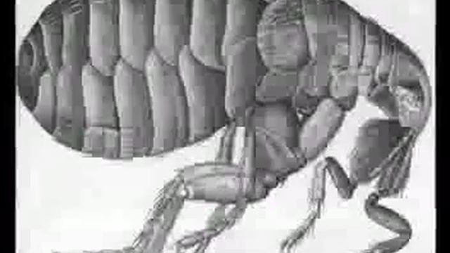 Improbable Research Collection #101: The Net, The Flea, The Duck, And Its Lover