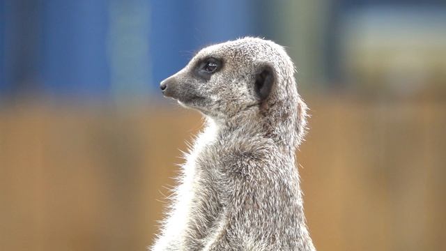 12204091_1920_1080_50fps