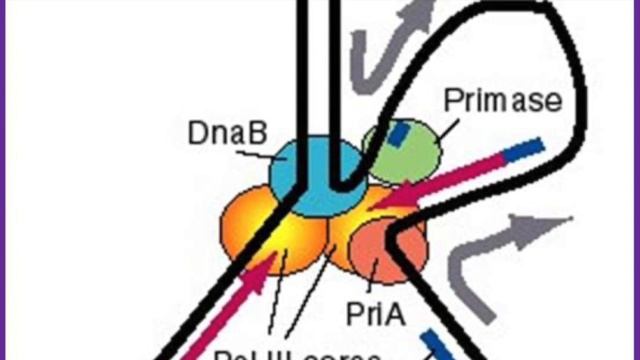 Honors BIO DNA replication project