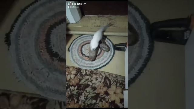 Достану,