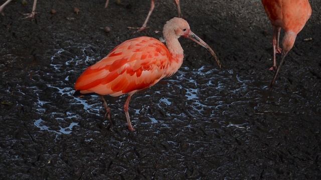 12520716_1920_1080_25fps