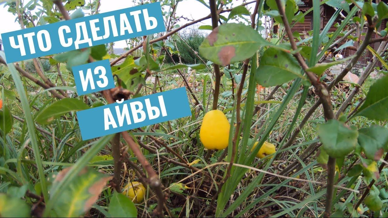 Заготовка японской айвы на зиму. Кустик барбариса