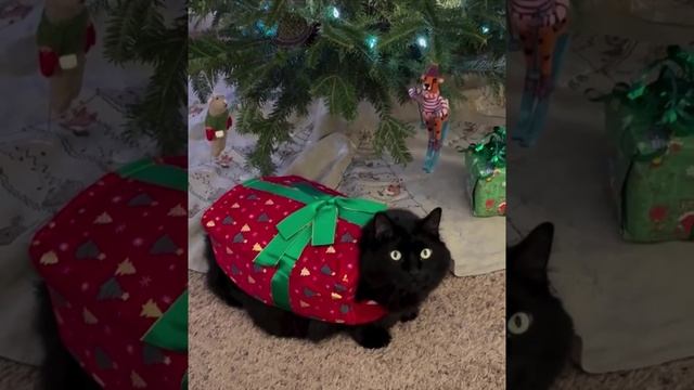 подарочек😺